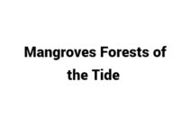 (Update 2022) Mangroves Forests of the Tide | IELTS Reading Practice Test Free